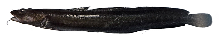 Molva molva_02